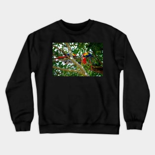 Grand perroquet, site de Copán Ruinas au Honduras Crewneck Sweatshirt